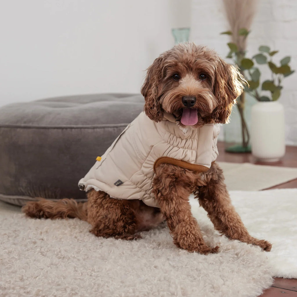 Winter Padded Puppy Coat
